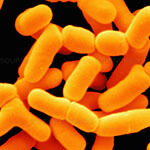 Bifidobacterium bifidum